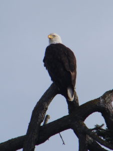 bald eagle by Jack Padalino