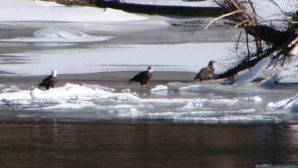 bald eagles at river